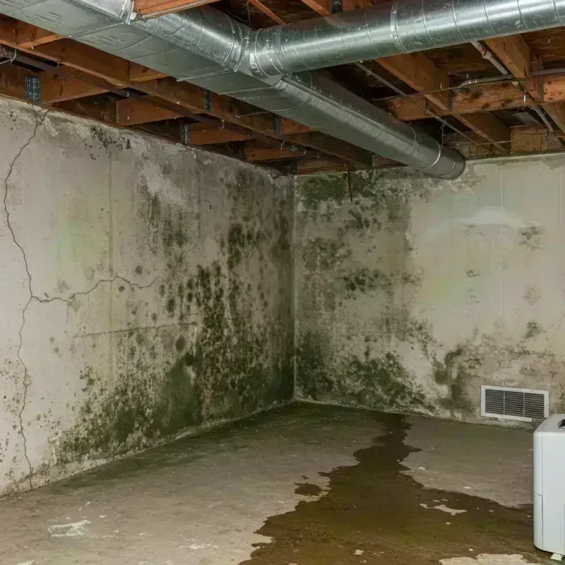 Professional Mold Removal in Fife Heights, WA